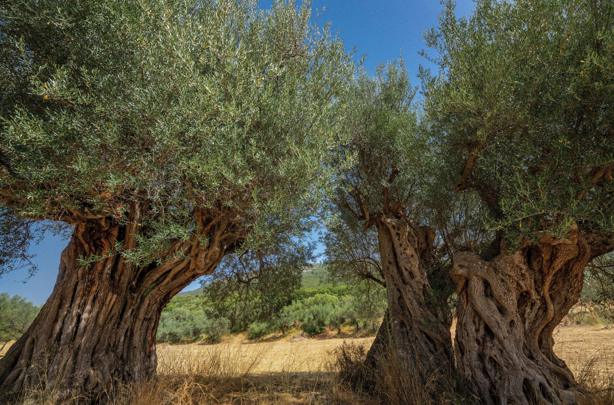 oil trees